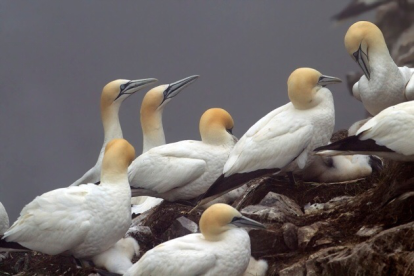 1489625586174885.png blob.png