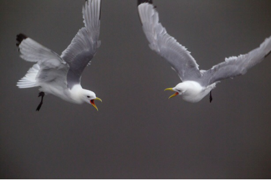 1489625593966612.png blob.png