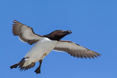 1489625598991558.png blob.png