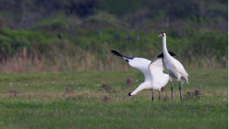 1495100073684407.png image.png