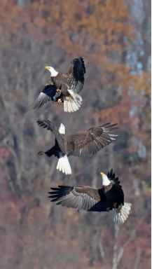 1495100972636182.png image.png