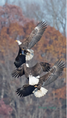 1495100978420294.png image.png