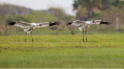 1495100995310348.png image.png