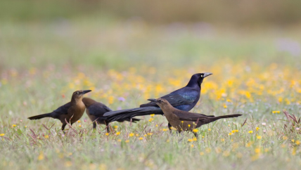 1495101020732956.png image.png