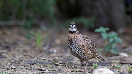 1495101032725293.png image.png