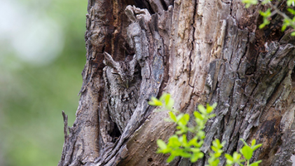 1495101045873157.png image.png