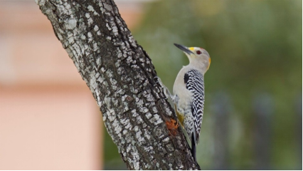 1495101054995516.png image.png