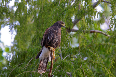 1495101075841621.png image.png