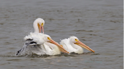 1495101084813766.png image.png