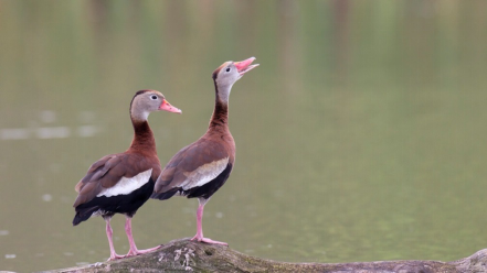 1495101102584682.png image.png