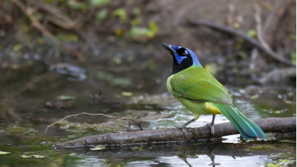 1495101113409153.png image.png