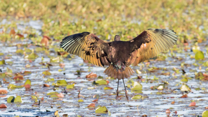 1495101122375754.png image.png