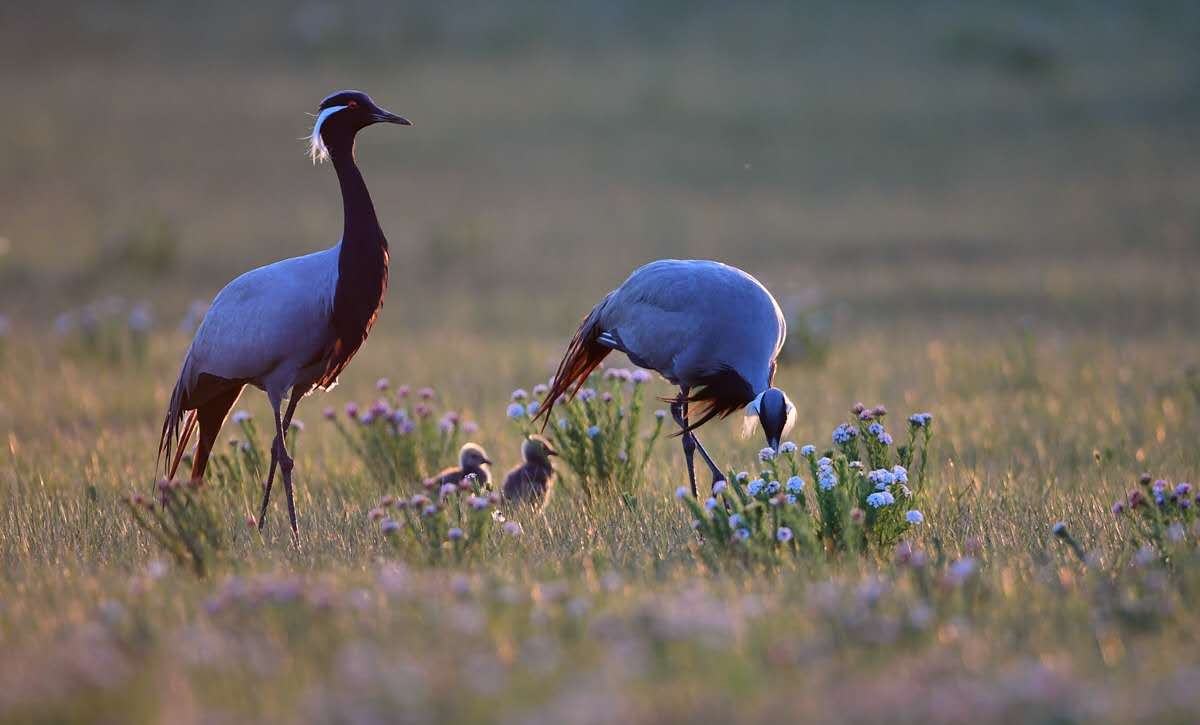 1495809726786150.jpg 1495809726786150.jpg