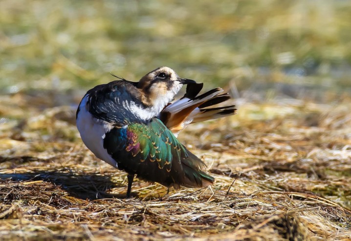 1495810026552004.jpg 1495810026552004.jpg