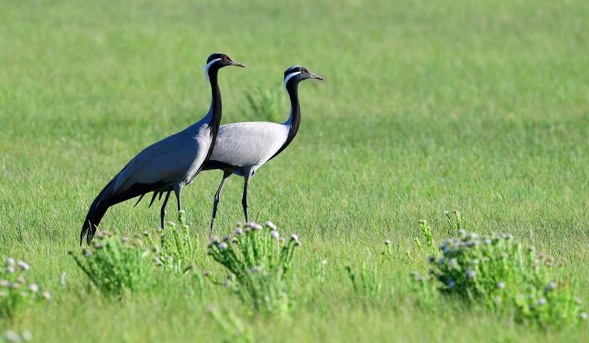 1495810148438641.jpg 1495810148438641.jpg