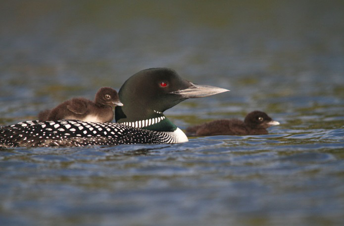 1516006229777726.png image.png