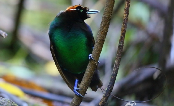 1516160062161830.jpg 1516159867(1).jpg