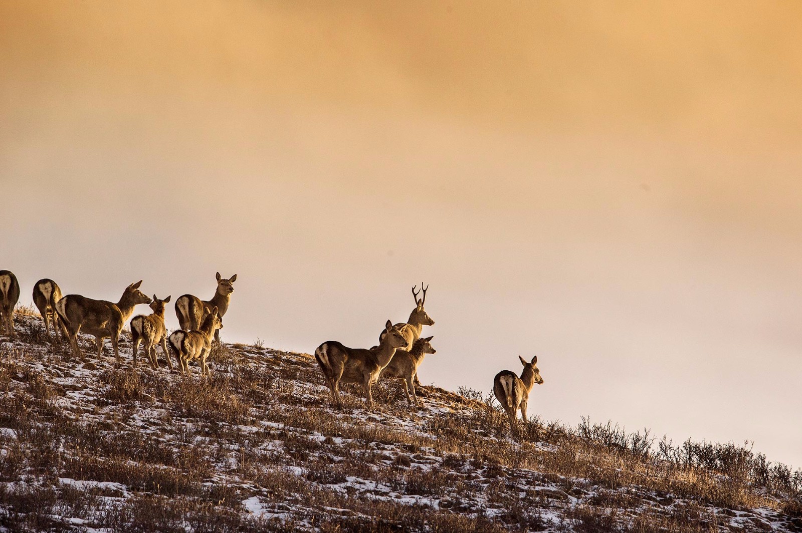 1517456414860160.jpg 马鹿.jpg