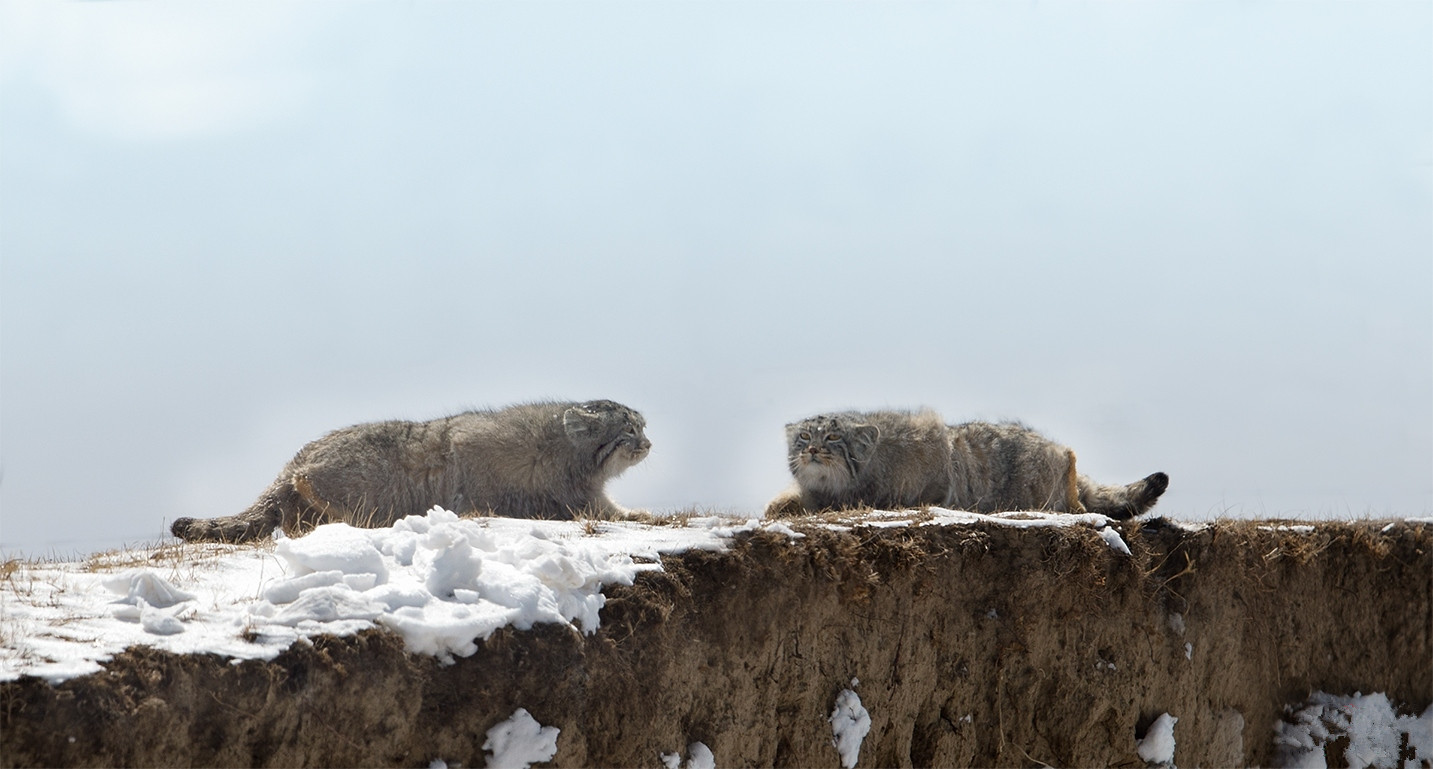 1517456452180587.jpg 兔狲.jpg