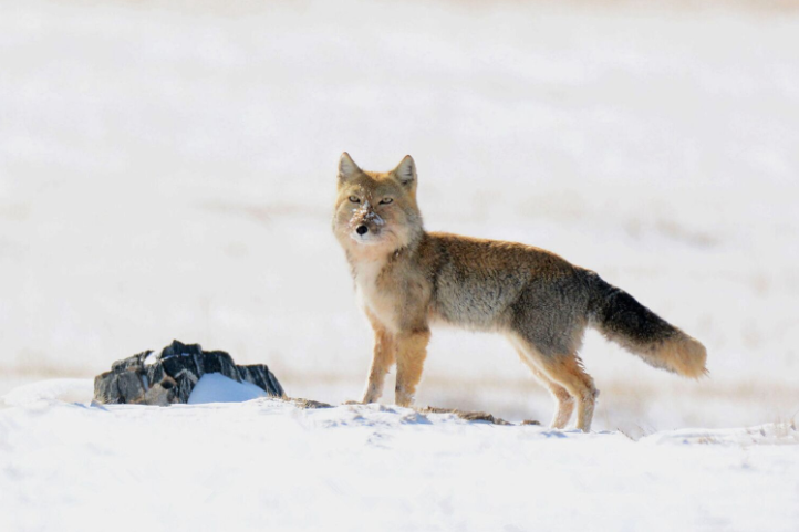 1519698273442528.png image.png