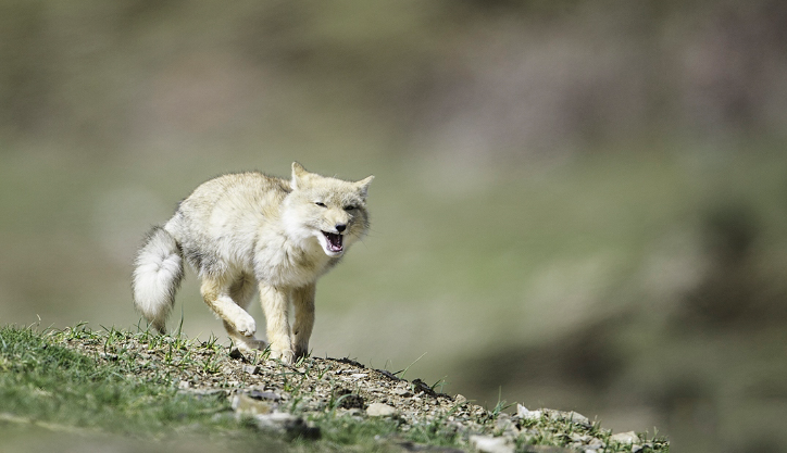 1519698292925795.png image.png