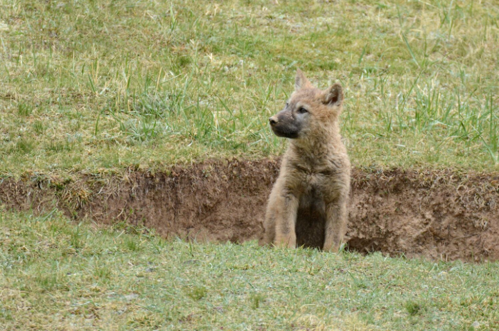 1519698335262187.png image.png