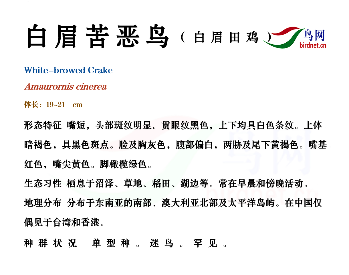 苦恶鸟简谱_苦恶鸟